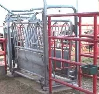 Single Animal Scale Load Bar Under Cattle Squeeze by Massload Technologies